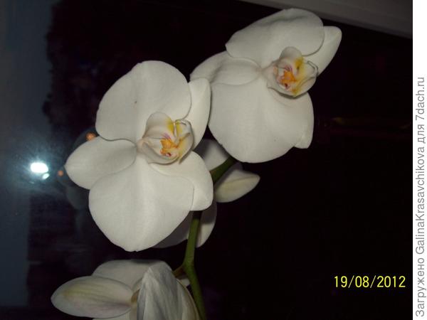 орхидея