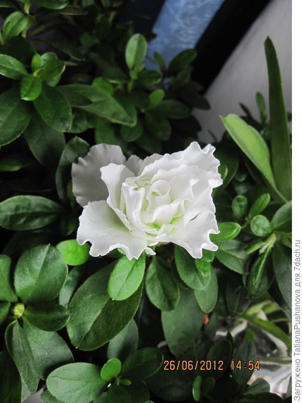 Первый цветок, поселившейся в моём доме