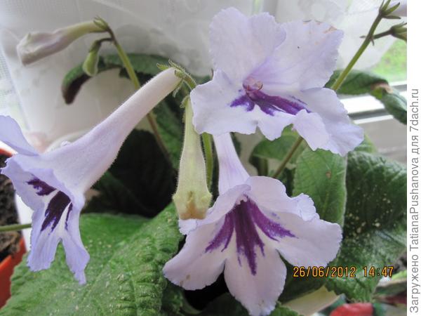 К сожалению, название не знаю...