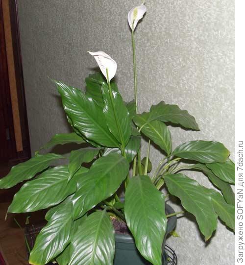 девочки а вот мой цветок