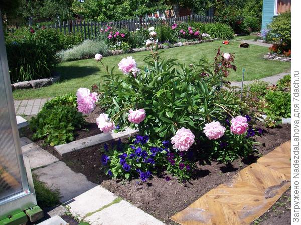 пион и самосев виолы