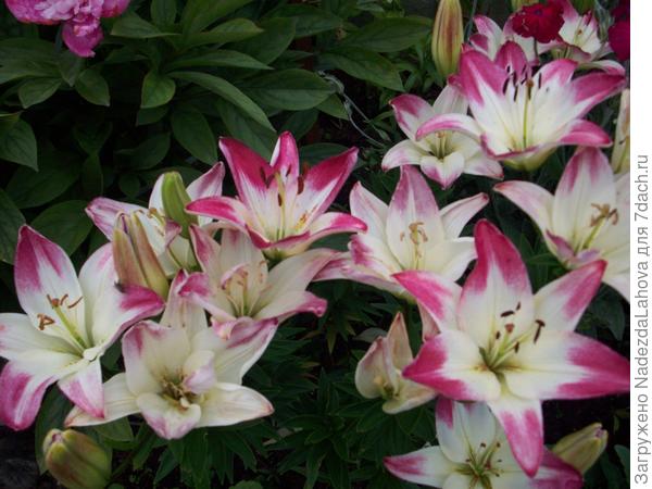 лилии в саду
