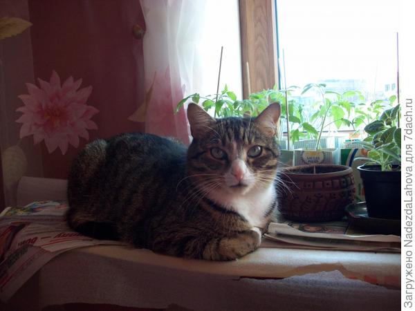 это опять мурзик