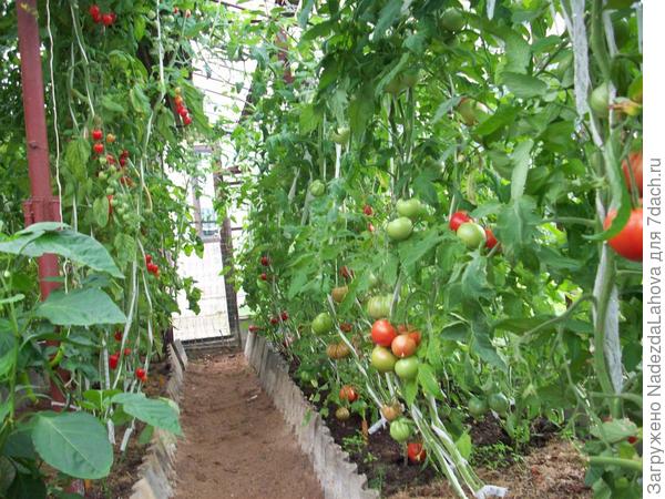 вот и мои  помидорчики