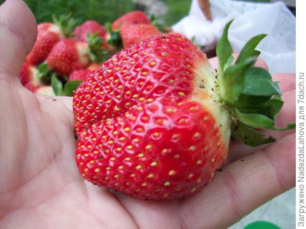 моя клубничка