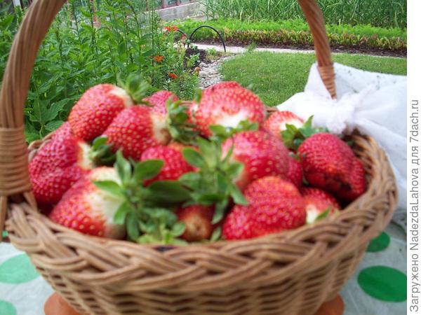 моя клубника