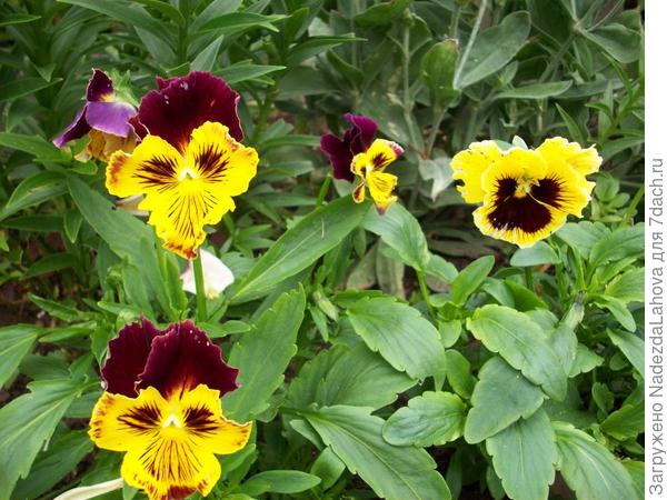 те самые виолы