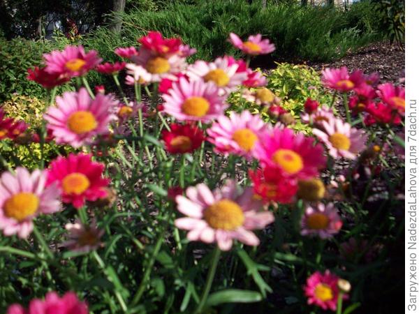 хотелось бы знать название этого цветка чтобы  иметь его у себя на даче