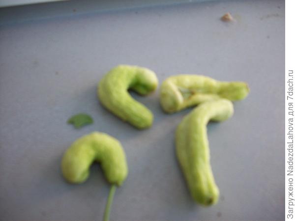 слива