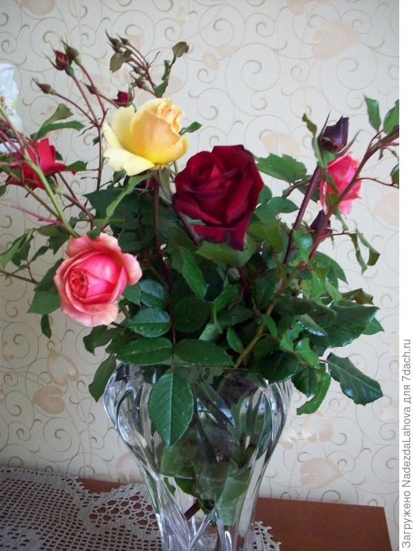 букет роз с моего розария последние срезанные перед заморзками