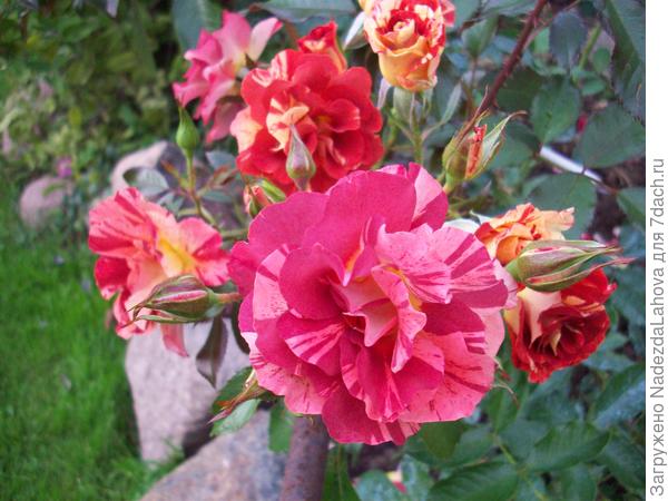 роза summer lodge