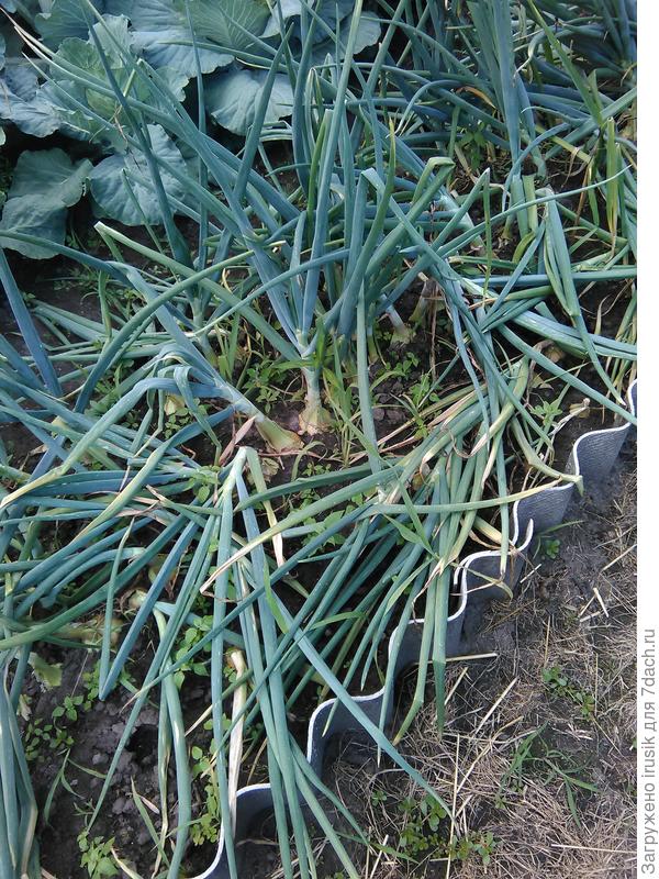 Еще фото лука