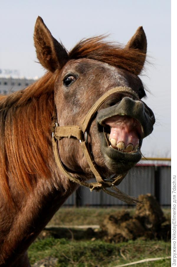 Это мой жеребчик Агат, он тоже любит деревню...