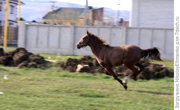 Вольному - воля...