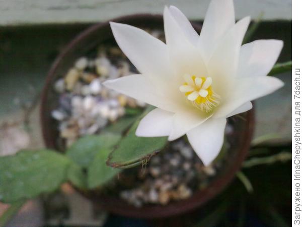 мой декабрист