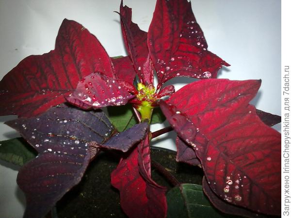 моя пуансетия