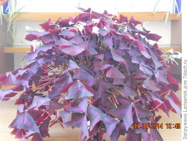 моя кисличка