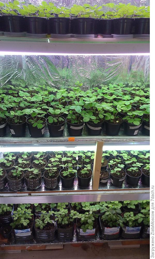 Земляника из семян, выращенная в квартире. У меня одна комната свободная, вот я и заняла её.