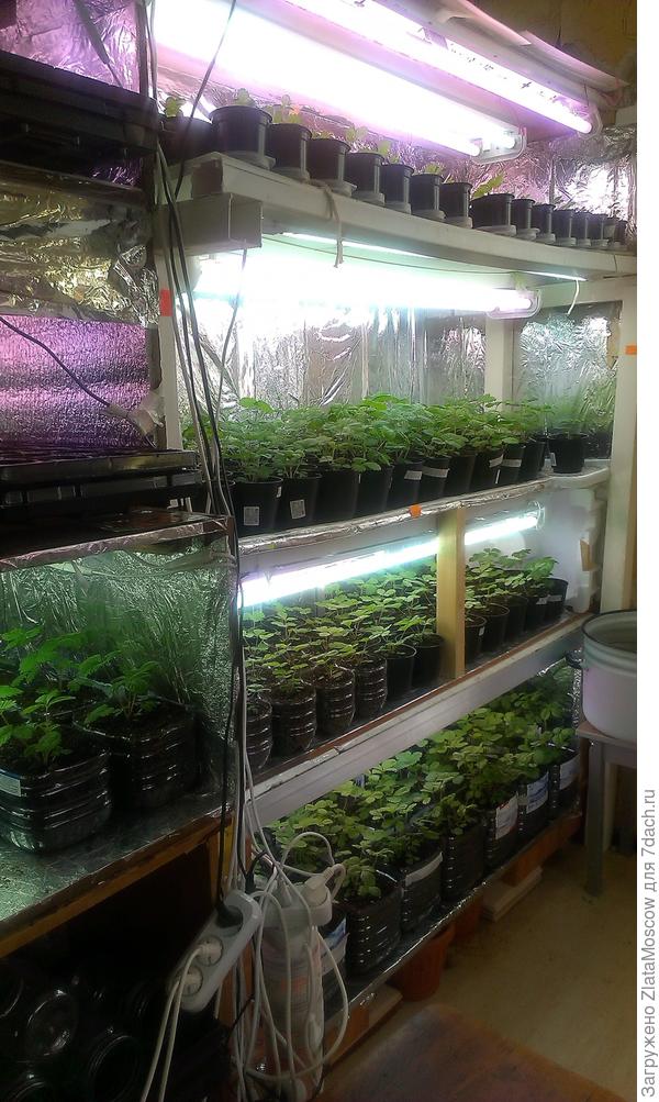 Земляника из семян. Посев 02 января и 02 февраля. Сорта мелкоплодные. Подсветка фито-лампами и люминками.