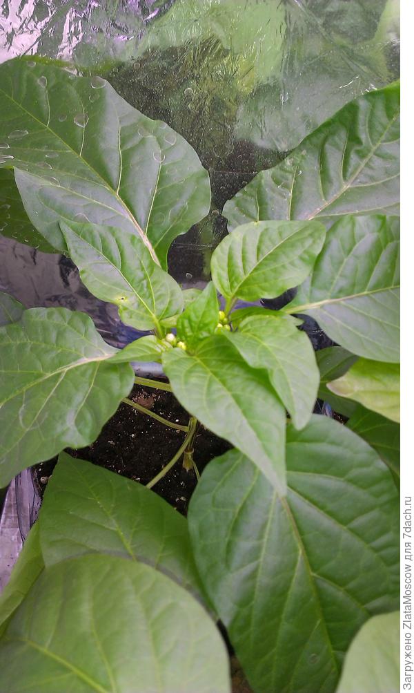 Уже набрали бутоны. В мае на лоджию пойдут