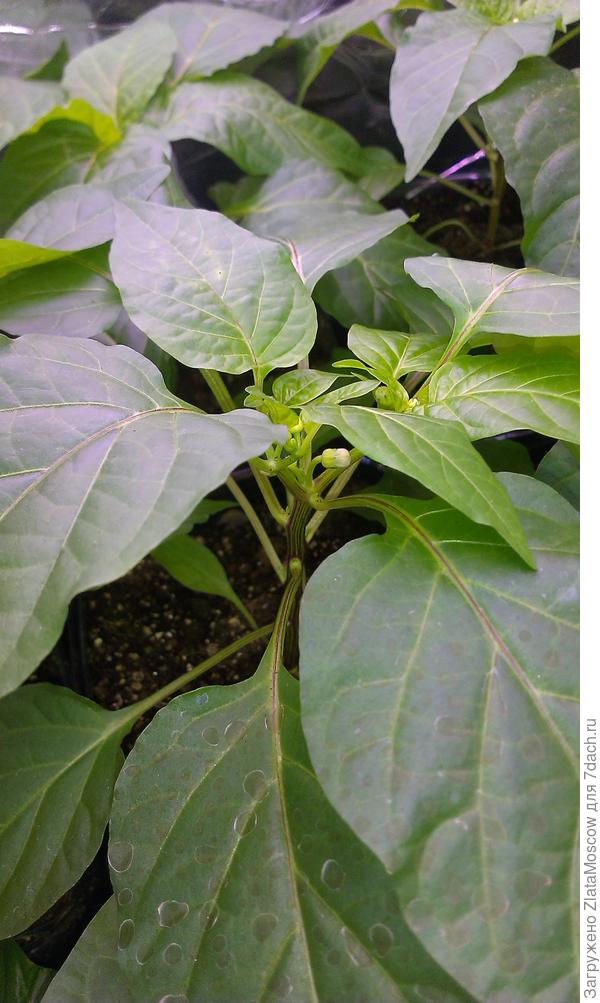 Уже набрали бутоны