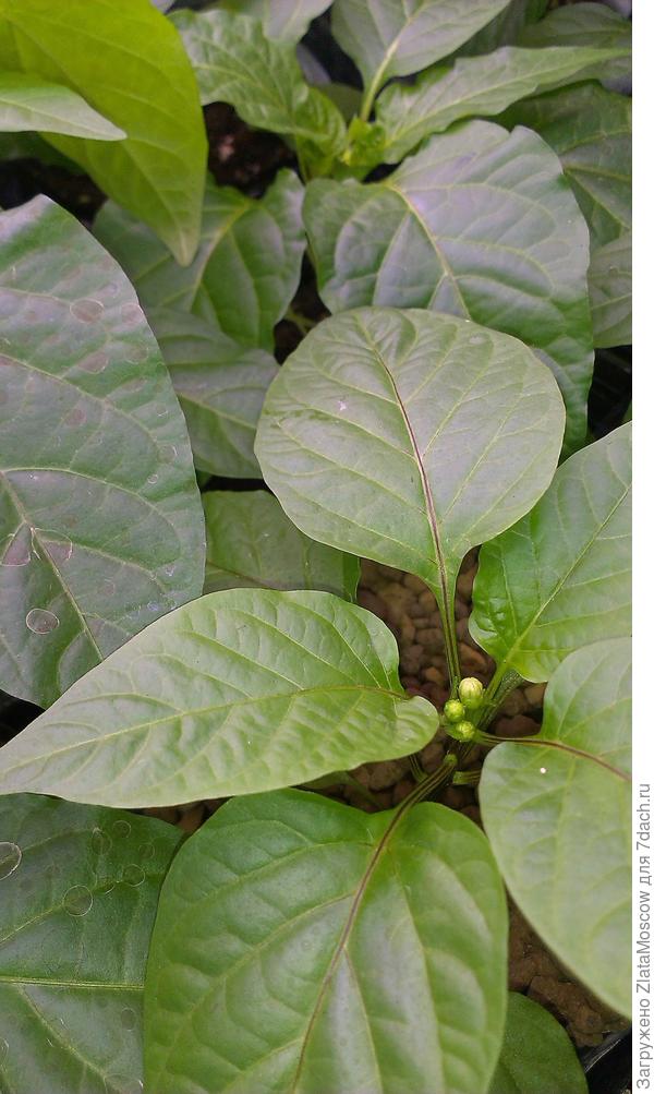 Уже набрали бутоны.