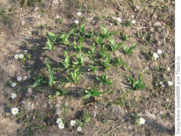 маленькая клумба