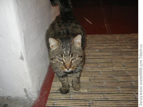 котик бомжик