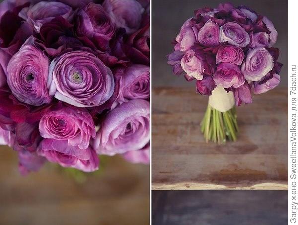 ранункулюс