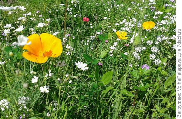 Мавританский газон