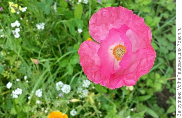 Мавританский газон