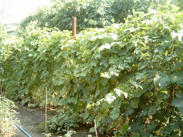 Огуречный забор))