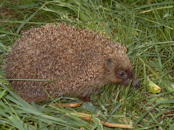 Наш дачный ёжик