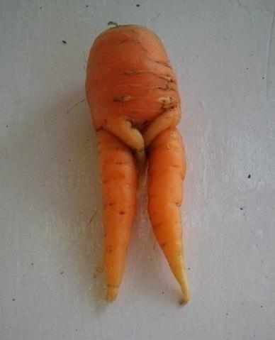 Стеснительная морковка. Фото взято с сайта  vk.com,  Автор Аватария๛