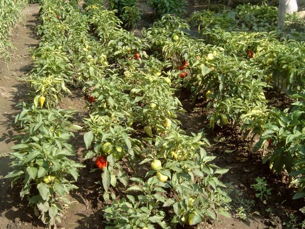 Сладкий болгарский перец