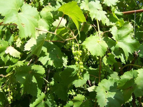Зелёный виноград