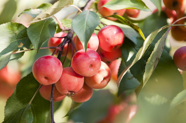 Сохранить урожай яблок - наша главная задача