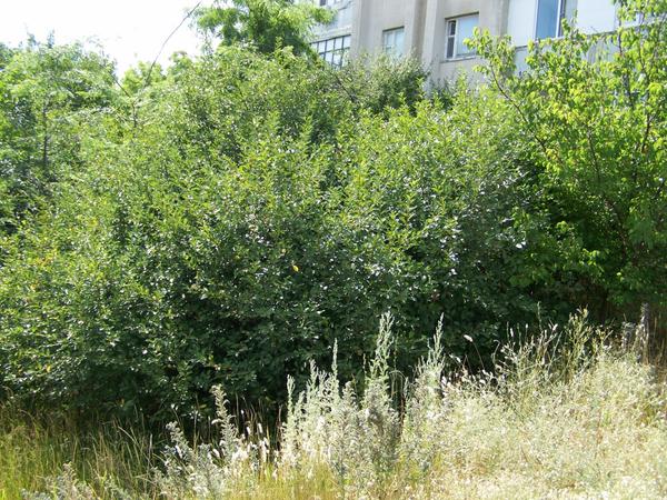 вишнёвая поросль