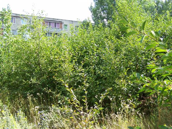 вишнёвая поросль