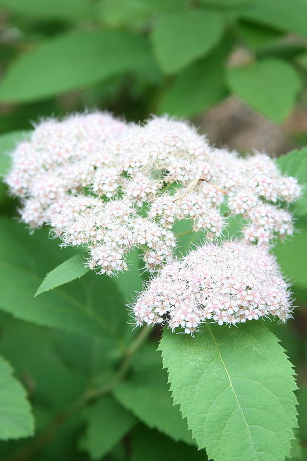 спирея, фото с сайта wikipedia.org,