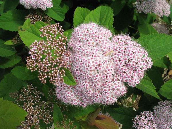 Спирея, фото с сайта missouribotanicalgarden.org