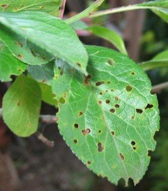 Дырчатая пятнистость