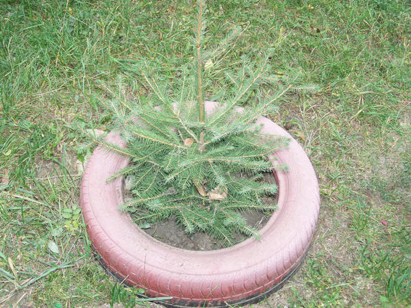 Ёлочка во дворе... была