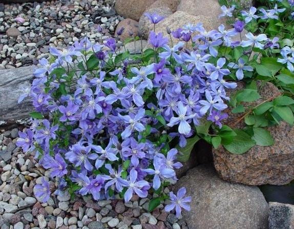 Клематис Арабелла (Arabella), фото с сайта madamroza.ru