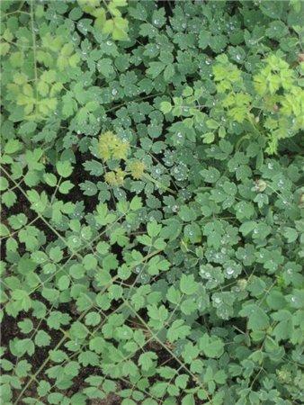 Василистники, фото с сайта osadovod.ru