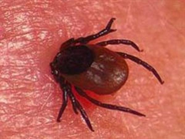 Вот он - клещ, будь он неладен...