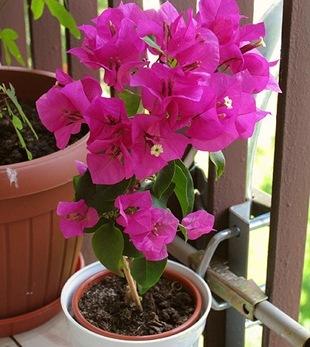 Бугенвиллея, фото с сайта flowers.cveti-sadi.ru