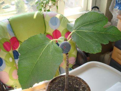 Инжир, фото с сайта plantus.ru, автор Flower