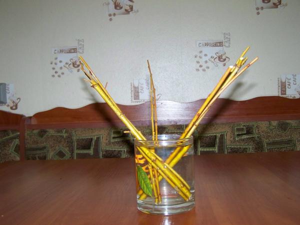 Ива плакучая