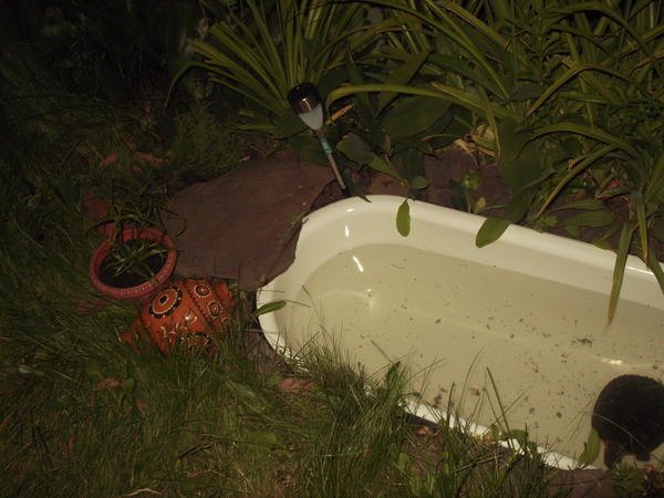 Черепашка - фото